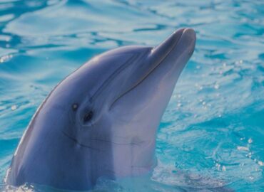 delfin v bazénu